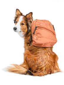 Dog Traveling